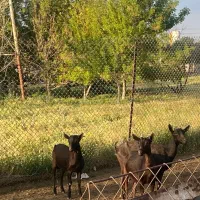 یک جفت بز مورسیا نر و ماده