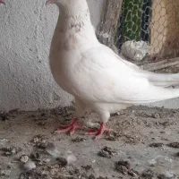 کفتر|پرنده|گرگان, |دیوار