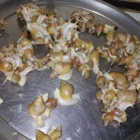 سایز حلزون ۳ سانت ۲۰۰ عدد