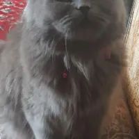 گربه