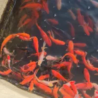 گلد فیش . ماهی قرمز . ماهی گلی . ماهی عید