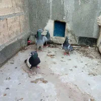 کفتر صید پرشی