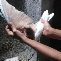 کفتر