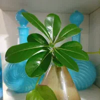 خدمات تخصصی باغبانی درمنزل (تعویض خاک،تکثیروتغذیه)