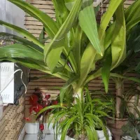 گل اشک مریم