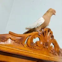 کفتر سینه زرد جفت کله سبز  تعدادی جوجه پلاکی