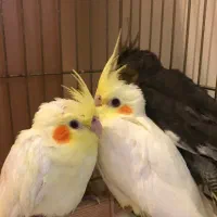جوجه عروس هلندی ۴۰ روزه دستی