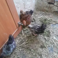 چهار عدد جوجه سالمو سرحال