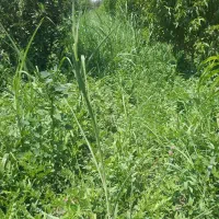 اجاره ۶ طناب علف باغ در روستای بالانج
