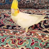 سلام عروس هلندی ماده معاوضه