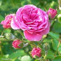 گلاب اصل و درجه یک
