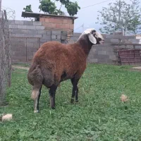 فروش بره قوچ
