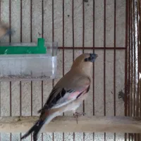 سهره‌‌خاکی
