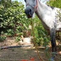 مادیان ابرش ، آبستن نزدیک زا