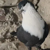 کبوتر  اسپلیت