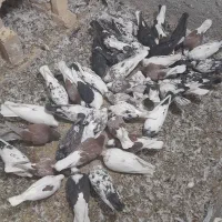 کبوتر ضمانتی