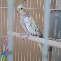 عروس هلندی ماده گلباقالی