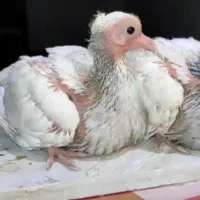 جوجه‌کبوتر