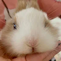 خرگوش