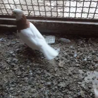 350|پرنده|زبرخان, |دیوار