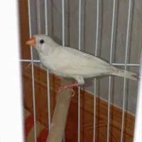 اسباب بازی