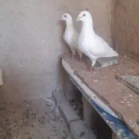 کبوتر پلاکی سبز دو خط و سفید