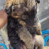 ژرمن