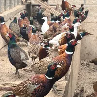 مرغ و خروس امریکایی تخمگذار