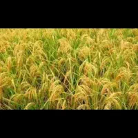 زمین-کشاورزی-برنج-هاشمی