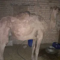 شتر|حیوانات مزرعه|قمرود, |دیوار