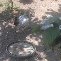 مرغ