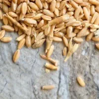 فروش گندم بذری