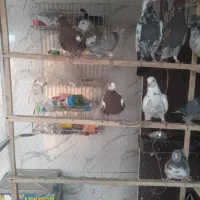 کفتر کبوتر پرشی