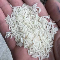 برنج شیرودی درجه یک مازندران