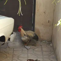 خروس لاری و ساده محلی