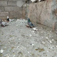 کبوتر پلاکی گرفتنی