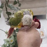 گرینچیک نرمه خور