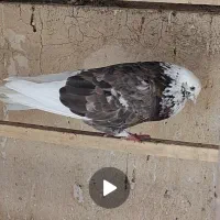 نر هما سرور