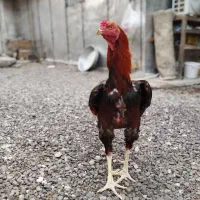 خروس لاری