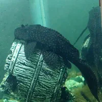 لجن خوار اسپرت