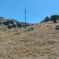 گیاه، گندم گیاه ،علوفه، نخود گیاه دام