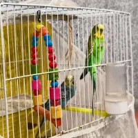 مرغ عشق