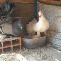 کبوتر دم چتری