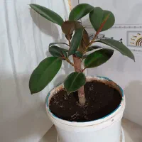 گلای طبیعی آپارتمانی و خانگی
