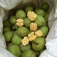 گردو تازه