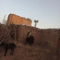 دوبر چفش