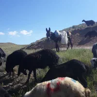 یک الاغ ماده گله ای