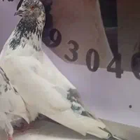 تعدادی کبوتر به شرط