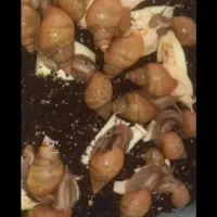 حلزون پرورشی
