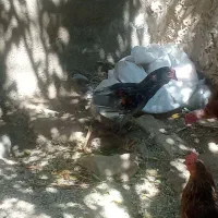 مرغ و خروس